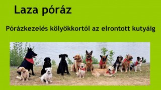 Laza Póráz