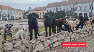Kutyadumások a városban