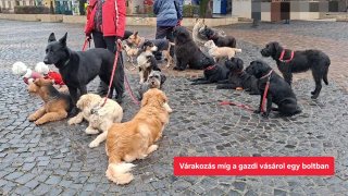 Kutyadumások a városban 2