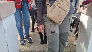 Sok jó kutya kis helyen is elfér
