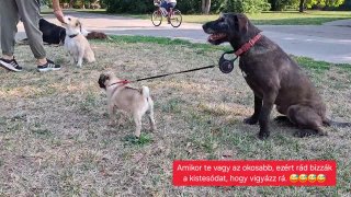 Amikor te vigyázol a kistesódra