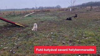 Helybenmaradás futó kutyás zavarással