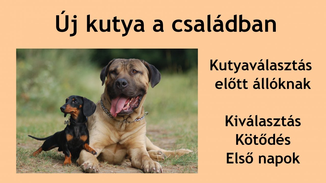 Új kutya a családban