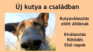 Új kutya a családban