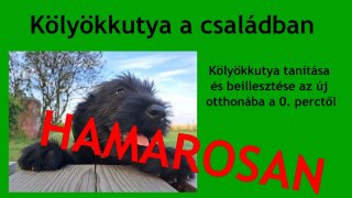Kölyökkutya a családban